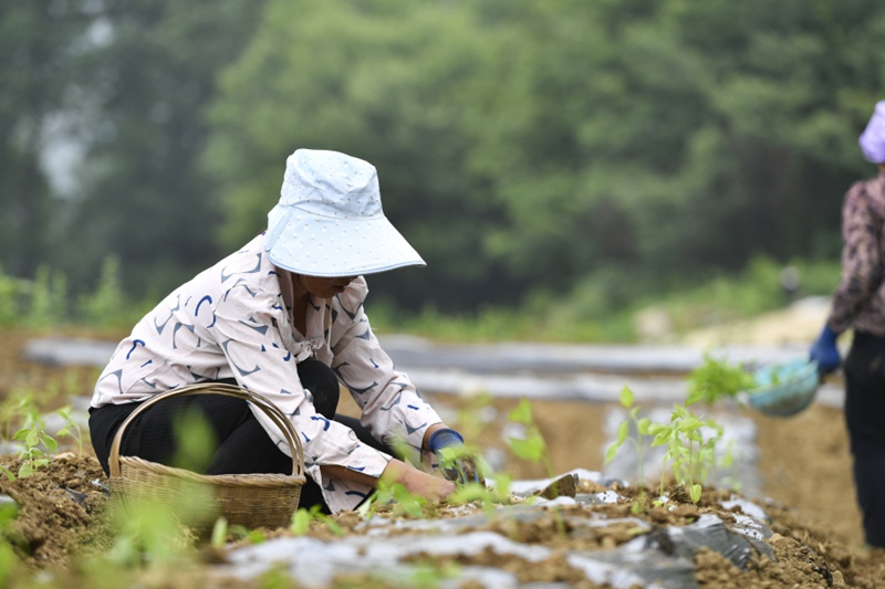 村民在三友坡辣椒集中種植點。