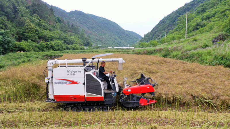 工人收割油菜。張洪全攝
