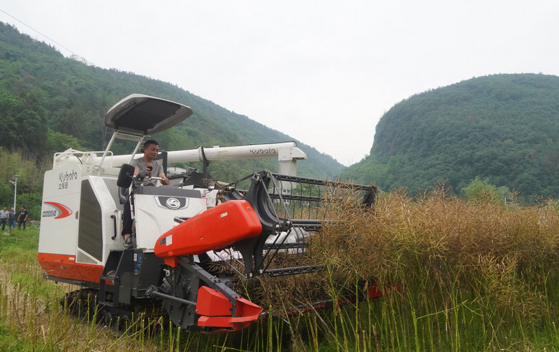工人收割油菜。張洪全攝