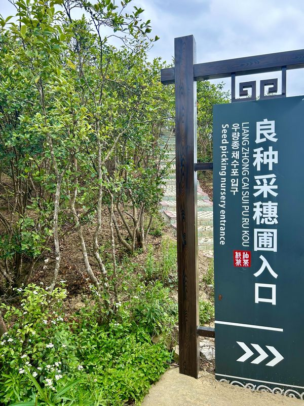 图为册亨县秧弄种养殖专业合作社油茶产业基地 ...jpg