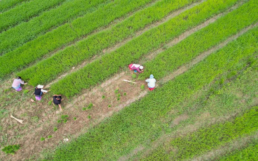 2023年6月6日，村民在贵州省黔南布依族苗族自治州罗甸县沫阳镇沫阳村的田间劳作。 