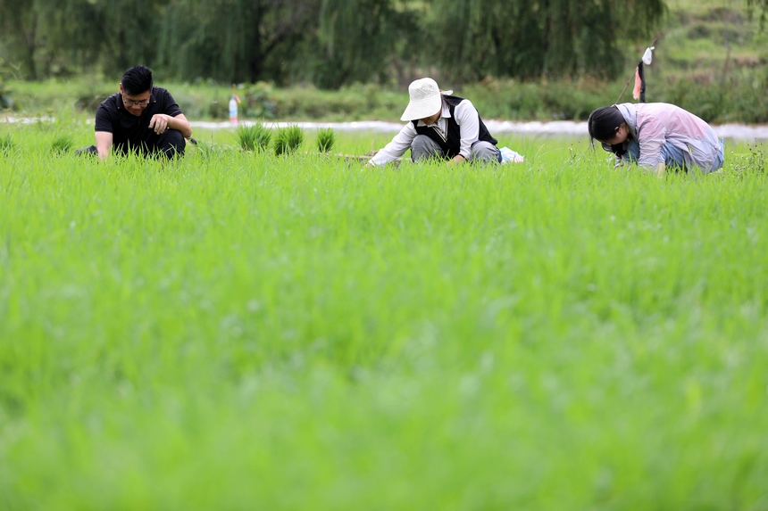 2023年6月6日，村民在贵州省黔南布依族苗族自治州罗甸县沫阳镇沫阳村的田间劳作。 
