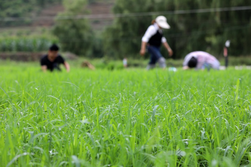 2023年6月6日，村民在贵州省黔南布依族苗族自治州罗甸县沫阳镇沫阳村的田间劳作。 