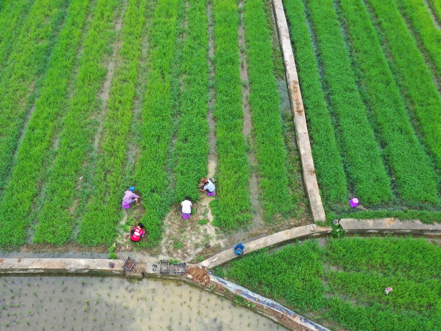 2023年6月6日，村民在贵州省黔南布依族苗族自治州罗甸县沫阳镇沫阳村的田间劳作。 