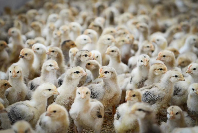 近日，笔者走进清镇市站街镇破岩村耀升生态农业专业合作社，被现代化的养鸡场景深深吸引。