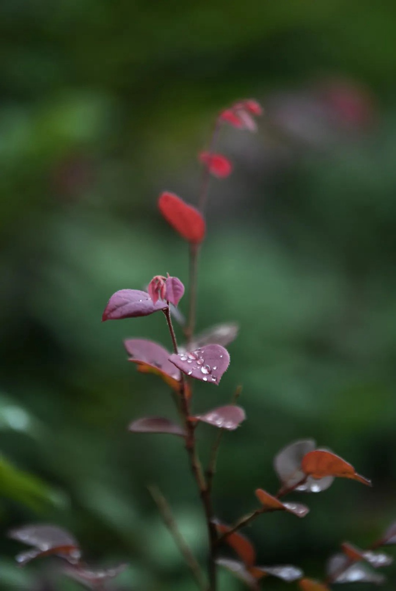 南明河畔綠植上的水珠晶瑩剔透。
