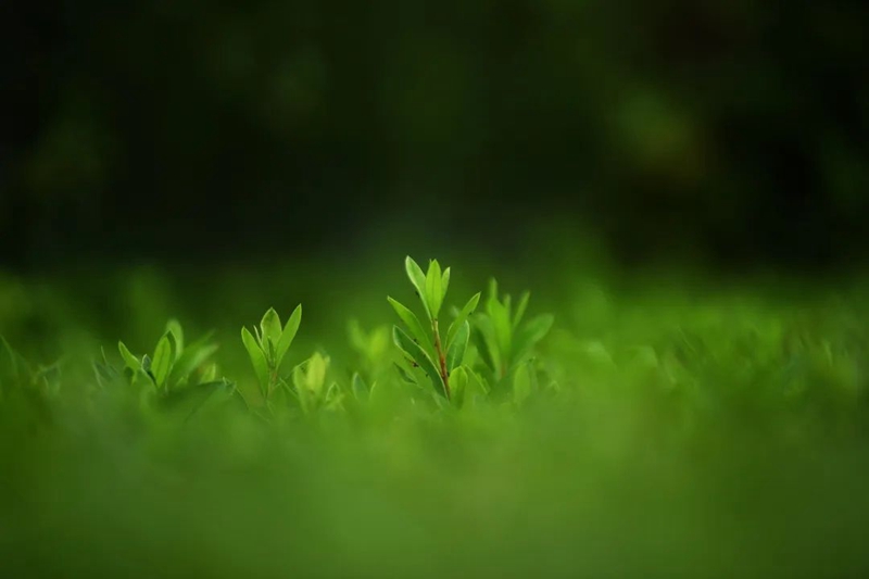 南明河畔一株株綠植生機勃勃。