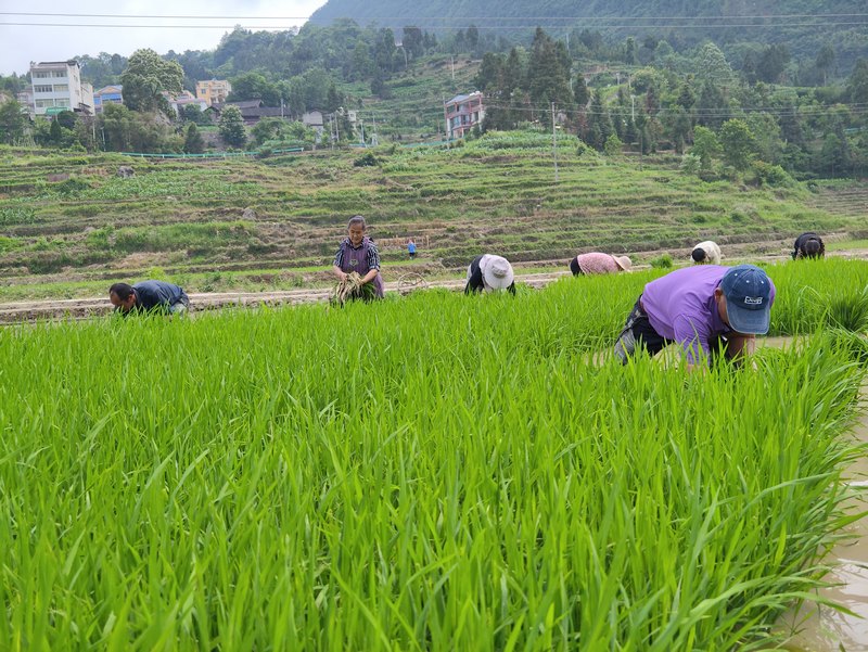 石阡县各地村民抓紧移栽水稻。