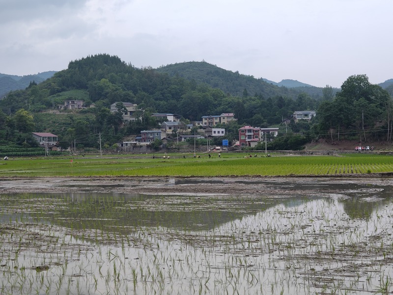 石阡县各地村民抓紧移栽水稻。