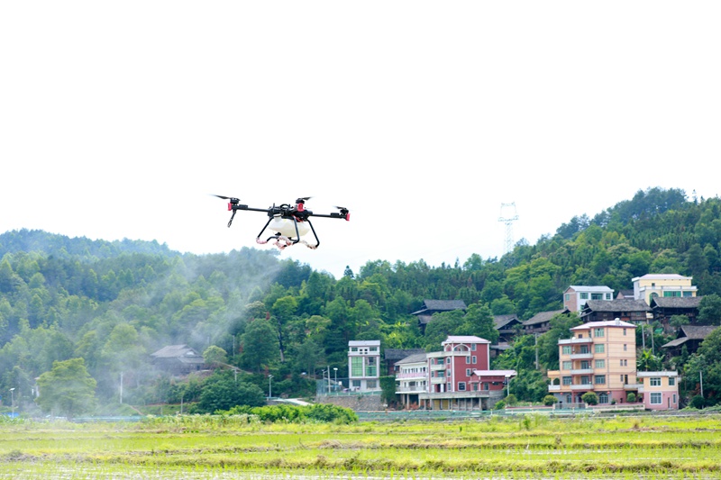 6月6日，在贵州省黔东南苗族侗族自治州剑河县南明镇南明大坝，农户驾驶插秧机在田间插秧。 (杨家孟 摄)