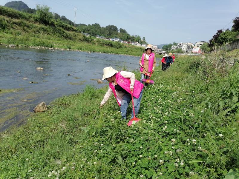 平溪鎮巾幗志願者清理河道垃圾。