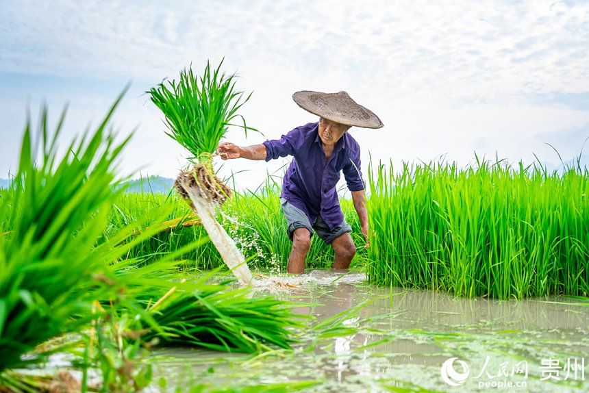 当地农民在育苗田拔取秧苗。人民网记者 涂敏摄