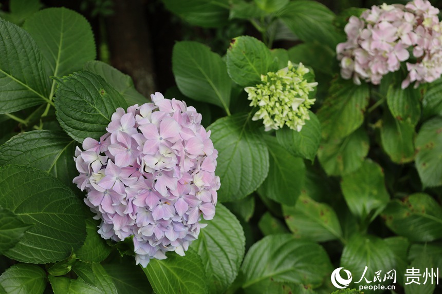6月10日貴陽觀山湖公園裡盛開的繡球花。人民網 潘佳倩攝