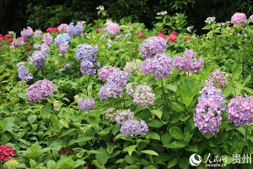 6月10日貴陽觀山湖公園裡盛開的繡球花。人民網 潘佳倩攝