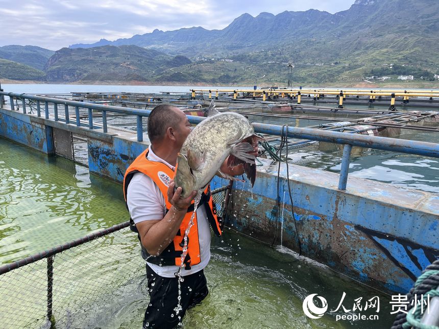 渔场工作人员将生态鱼放入暂养箱。人民网 陈洁泉摄
