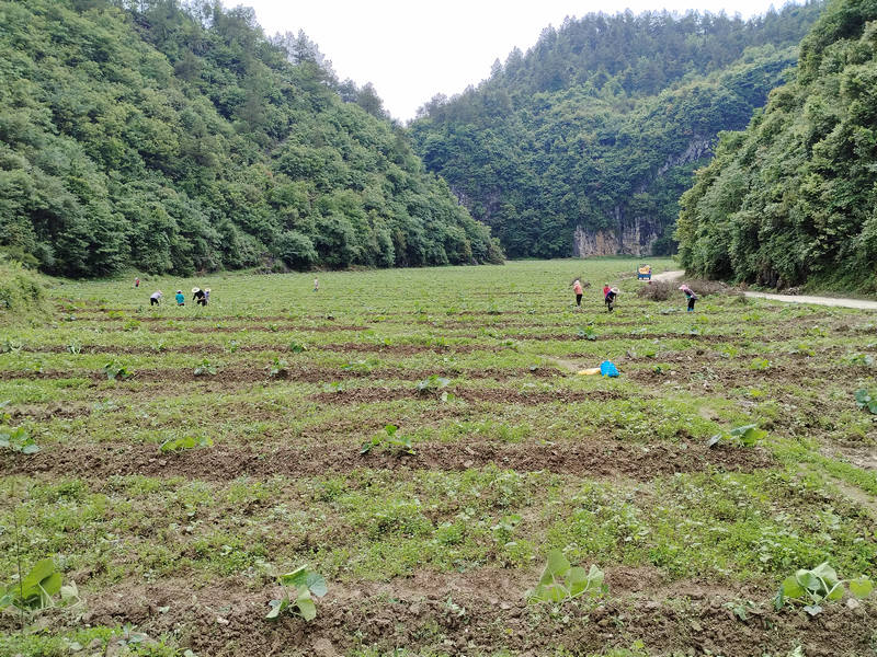 泉坝镇蜜本南瓜基地。罗福成摄