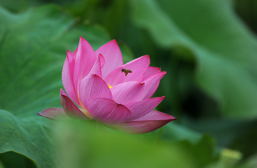 6月13日，蜜蜂在荷花間飛舞。