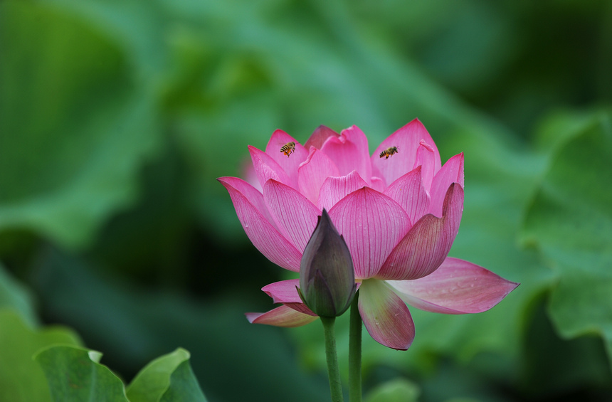 6月13日，蜜蜂在荷花間飛舞。