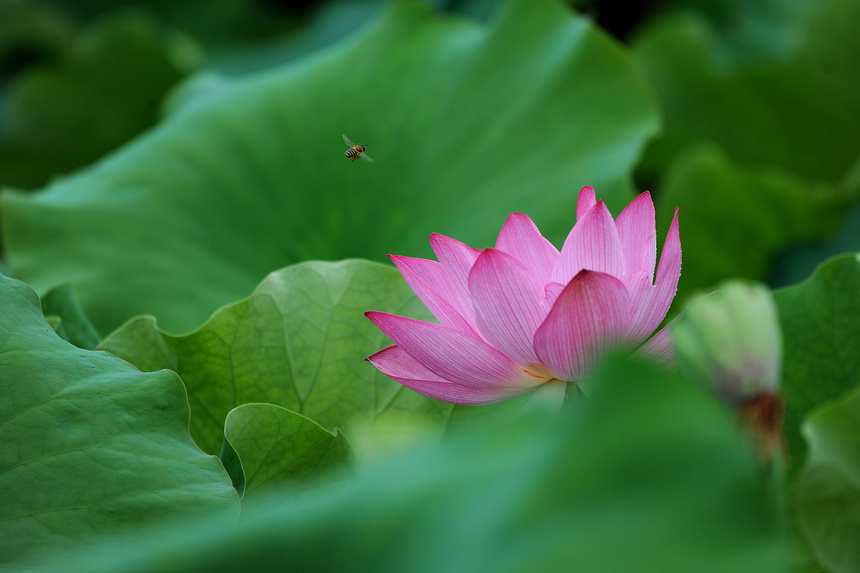 6月13日，蜜蜂在荷花間飛舞。