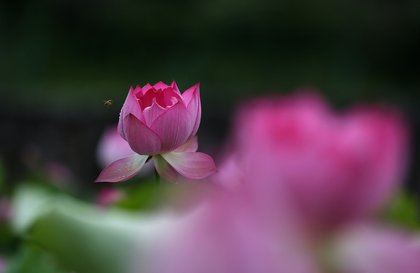 6月13日，蜜蜂在荷花間飛舞。