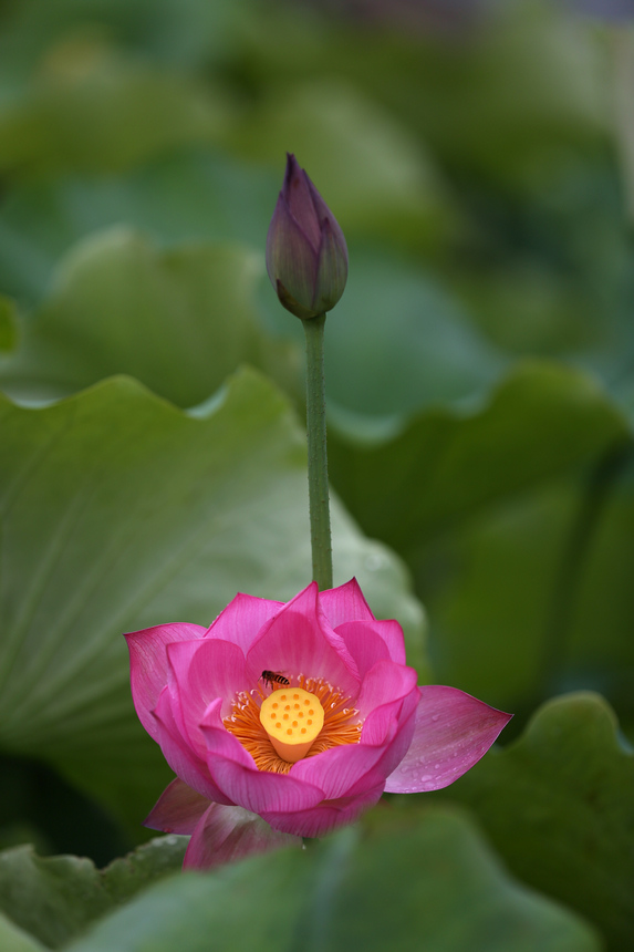 6月13日，蜜蜂在荷花裡採蜜。