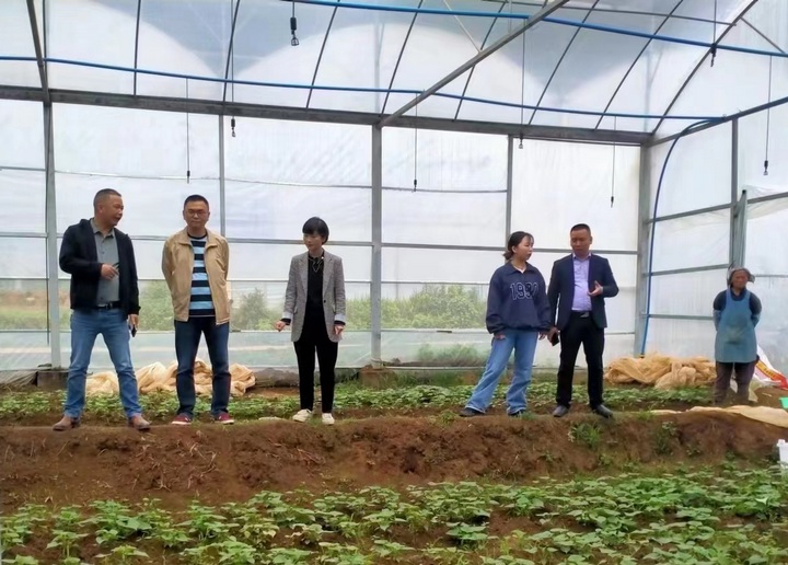 农业科技帮扶团队正在红芯红薯种植基地“问诊” 。