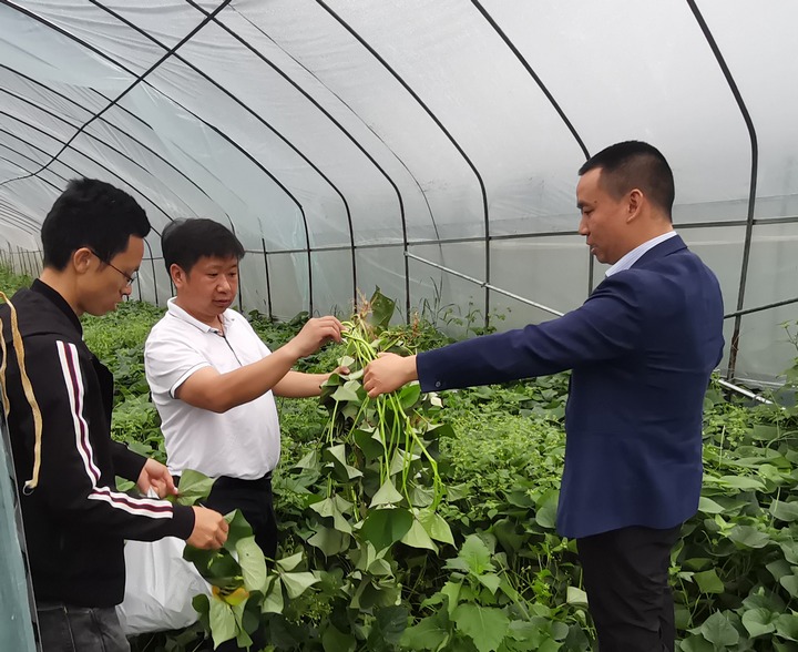 农业科技帮扶团队正在红芯红薯种植基地“问诊” 。