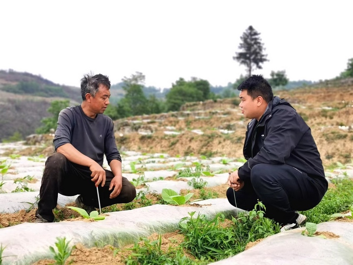 驻村第一书记胡鹏（右）在与村民吴畅查看烤烟生长情况。