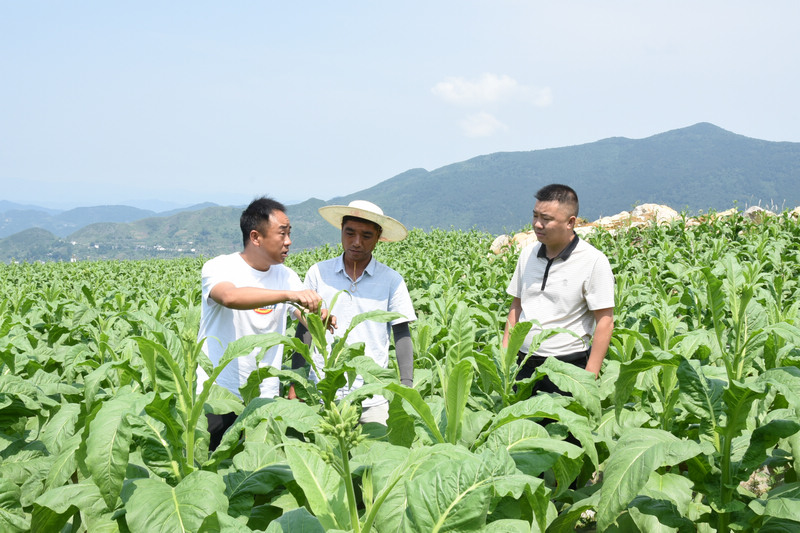 深入田间地头指导烤烟生产。