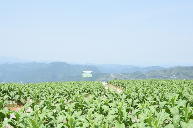 烤烟基地。