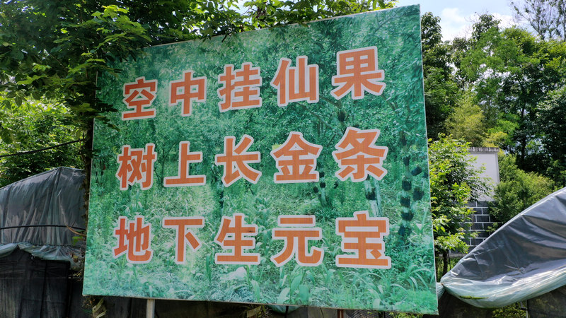 4000余亩铁皮石斛花开出“美丽经济”。张洪全摄
