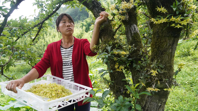 4000余亩铁皮石斛花开出“美丽经济”。张洪全摄