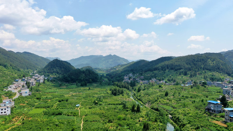 4000余亩铁皮石斛花开出“美丽经济”。张洪全摄