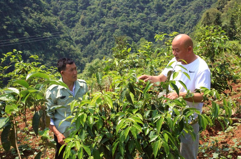 陈国聪为村民讲解古树茶管护技巧 罗利飞 摄.jpg