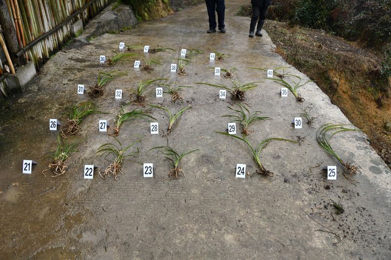 长顺公安成功破获一起危害国家重点保护野生植物案.JPG