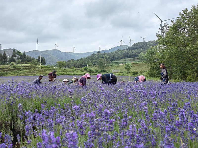 赫章縣興發鄉中寨村村民在花卉基地清除雜草。