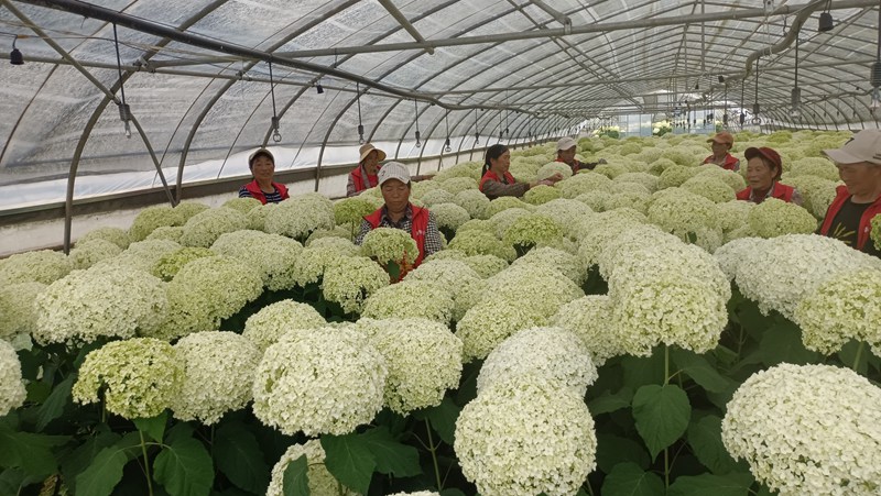 赫章县铁匠乡花卉基地工人正在大棚里管护绣球花。