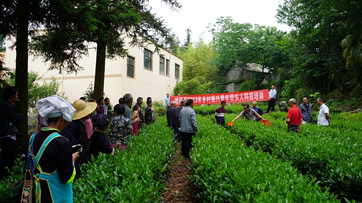 图为农技专家在基地现场对茶叶种植进行实操讲解。