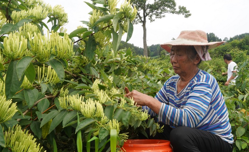 沿河:种植金银花实现经济效益生态效益“双丰收”。