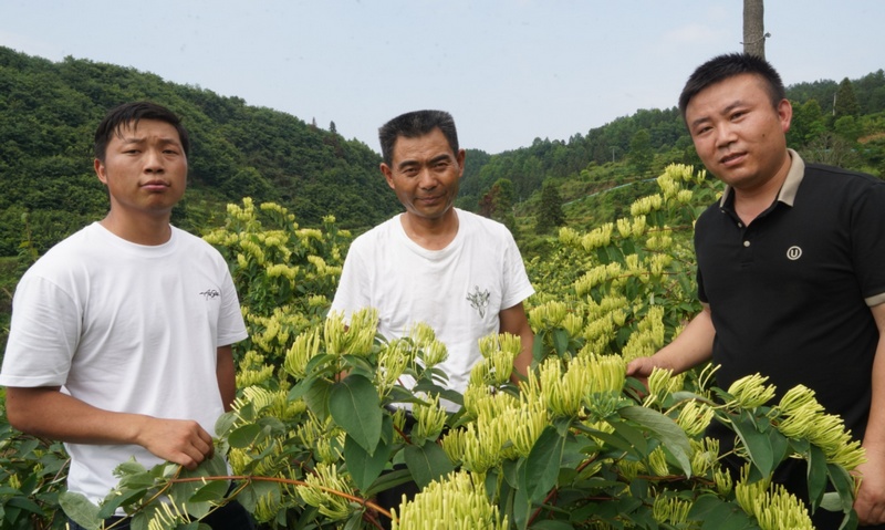 沿河:种植金银花实现经济效益生态效益“双丰收”。