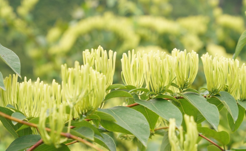 沿河:种植金银花实现经济效益生态效益“双丰收”。