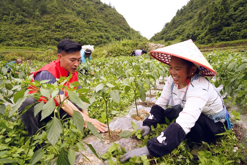 2023年6月20日，龍山鎮草原社區的辣椒種植黨員志願者指導農戶進行修枝除草。