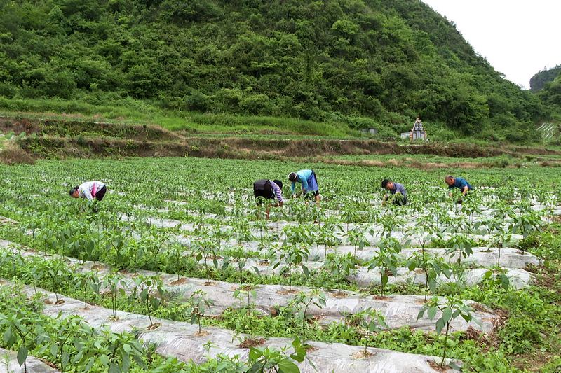 群眾在辣椒地裡進行除草修枝。