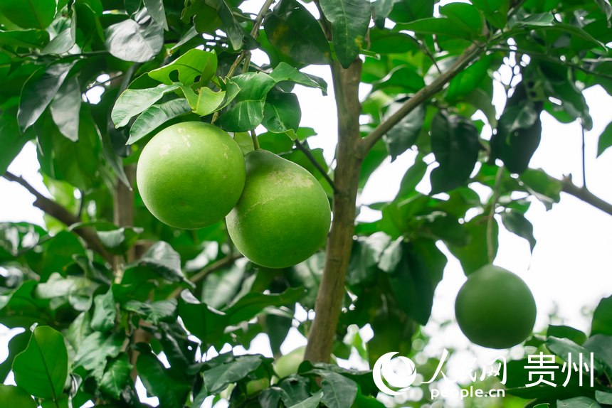 果园里迎风摇曳的蜜柚。人民网记者 涂敏摄