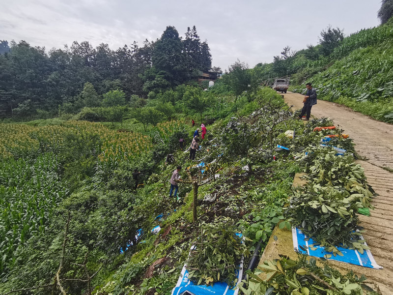 花椒成熟季 田間採摘忙。