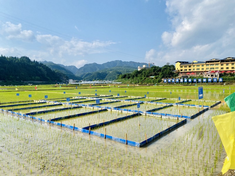 岑巩县某杂交水稻制种基地。