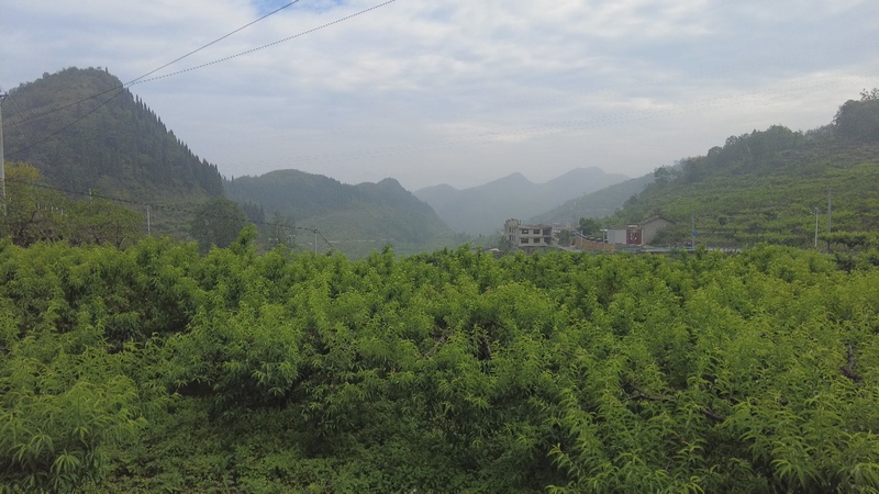 桃子基地。