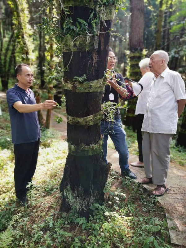 谭仁溥同志到省林业科学设计院参观石斛基地建设情况。