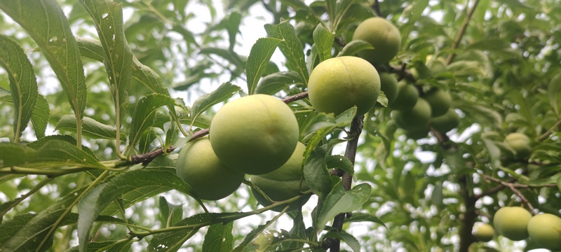 富硒蜂糖李 （陈敏 摄）.jpg