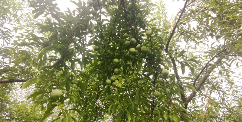 富硒蜂糖李。（陈敏 摄）.jpg